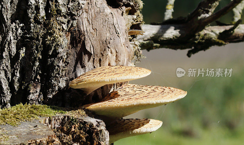 木耳(鳞Polyporus squamosus)